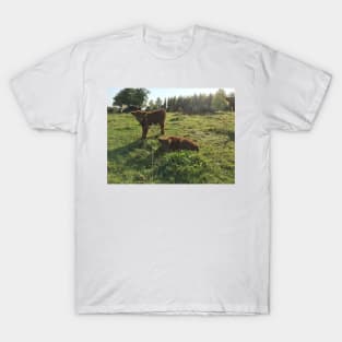 Scottish Highland Cattle Calves 1551 T-Shirt